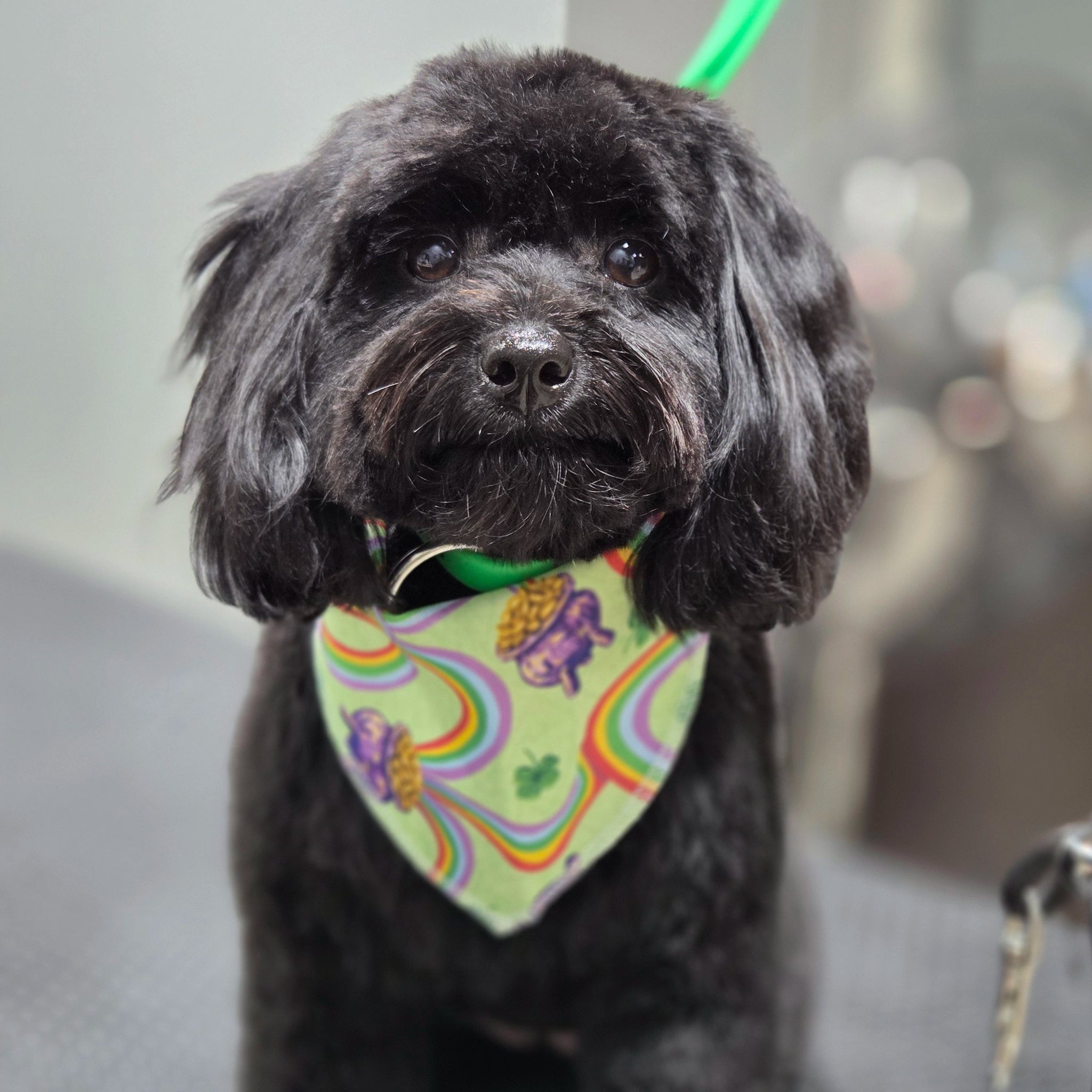 Black dog wearing a colorful bandana with a blurred background