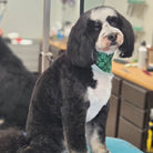 Dog with a green bandana sitting