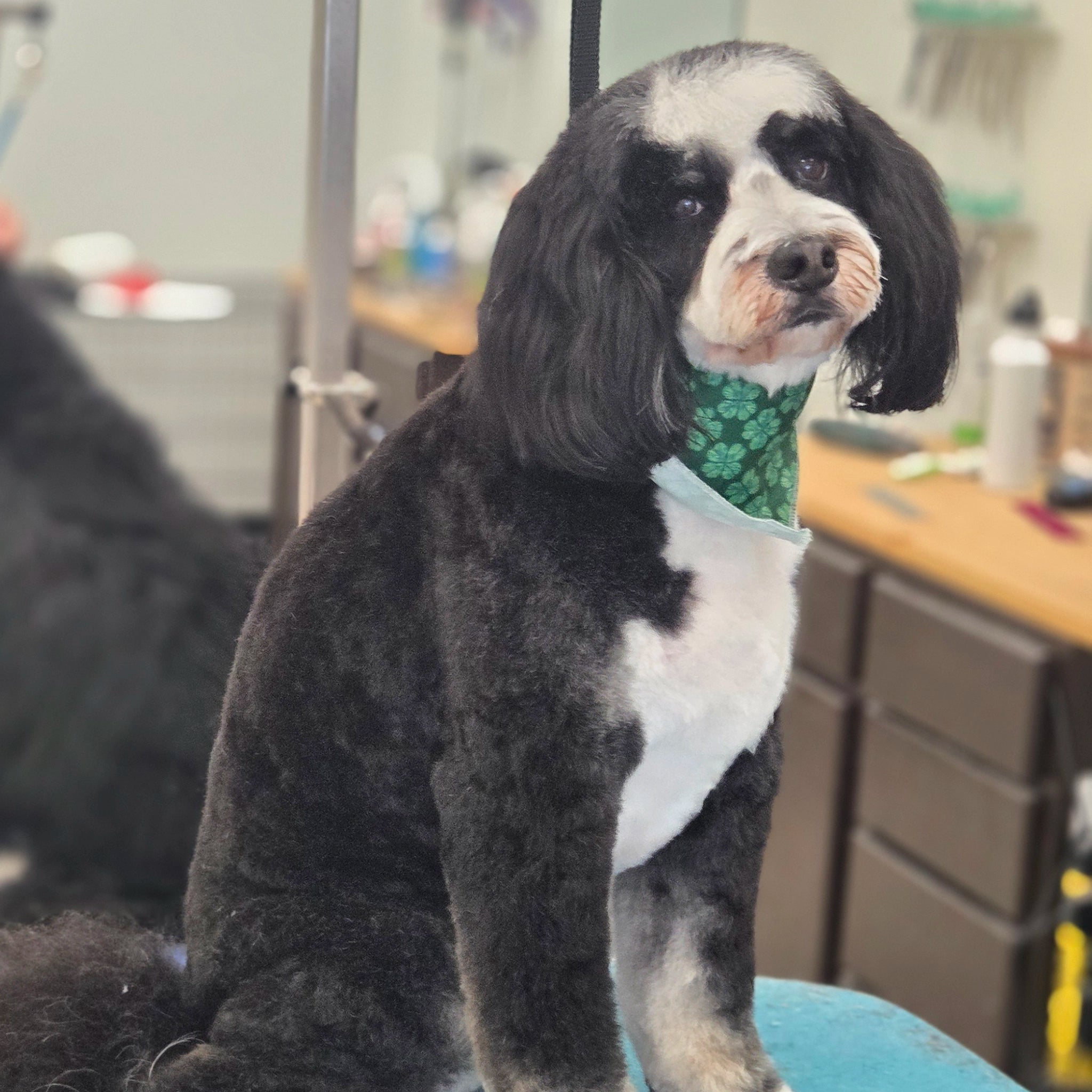 Dog with a green bandana sitting