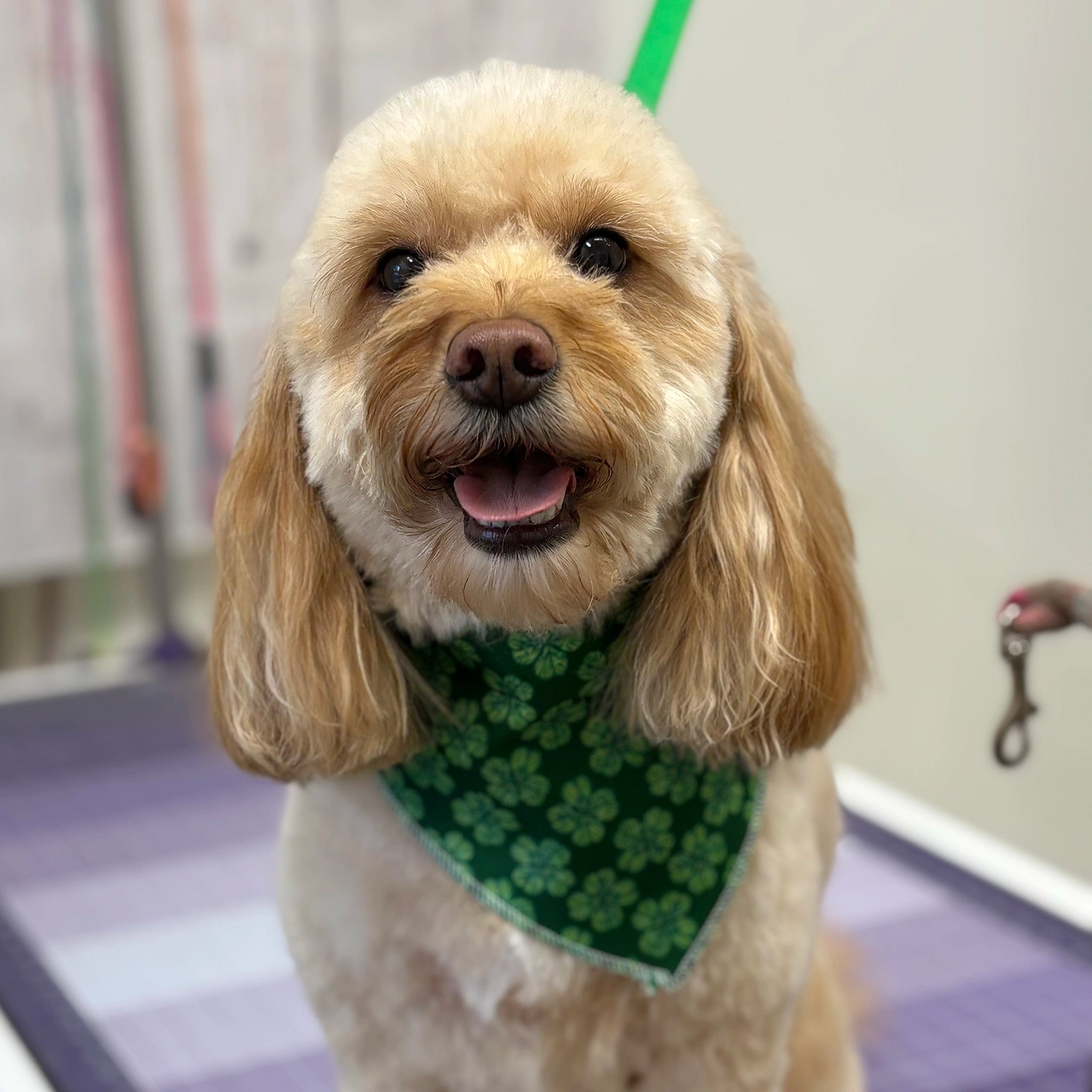 Dog wearing a green bandana with a shamrock pattern 
