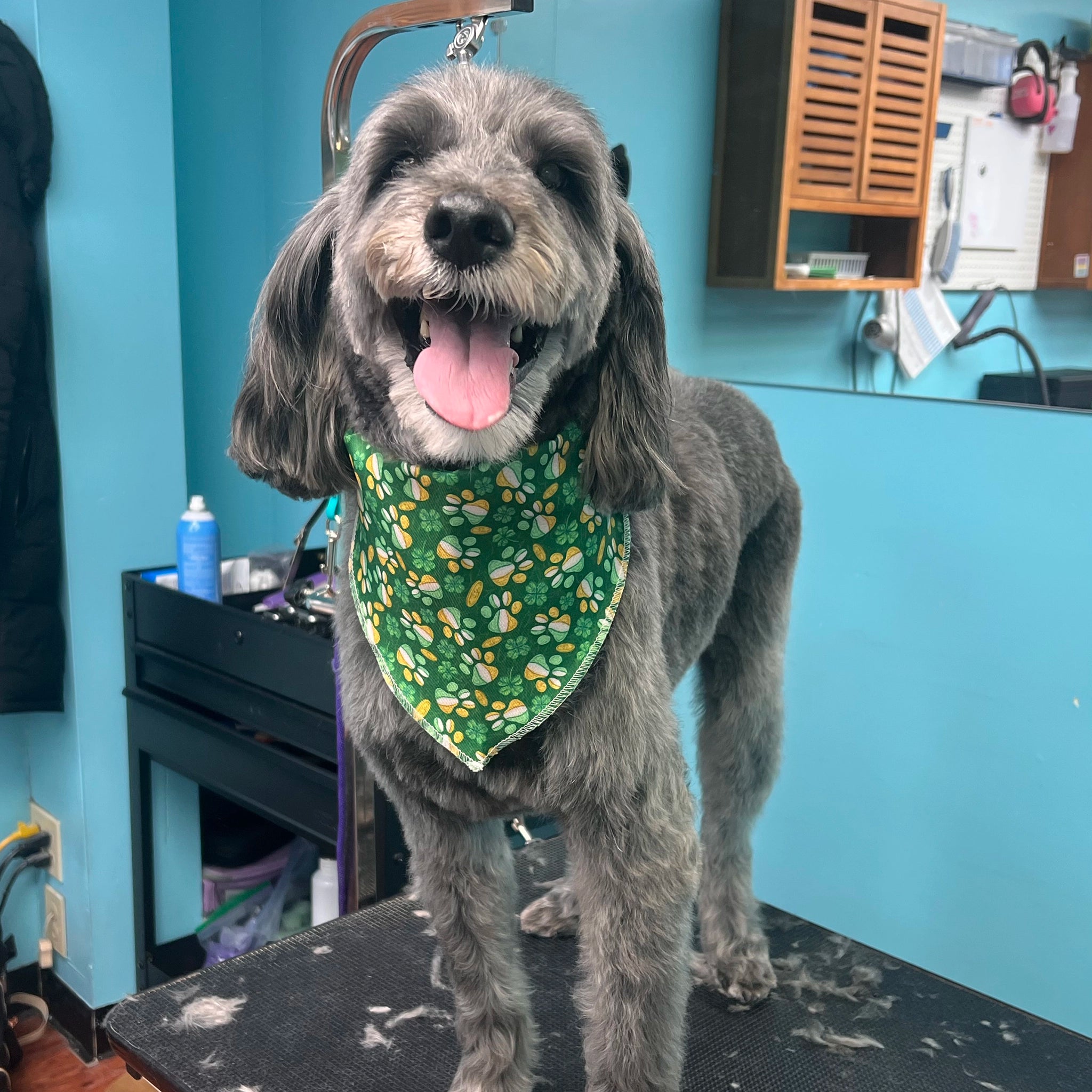 Dog with a green bandana standing on a grooming table in a pet care setting.
