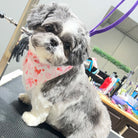small dog wearing pink bandana 